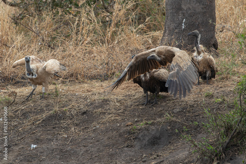 Vultures gather on dry land near a tree in South Africa at dusk