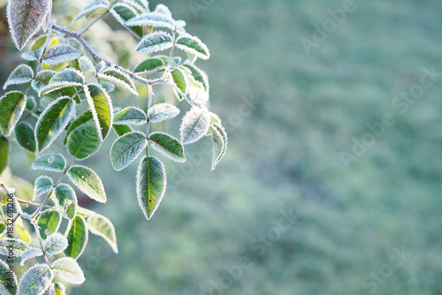 Slightly blurred rose leaves covered with frost, in a corner of the picture. For winter background.