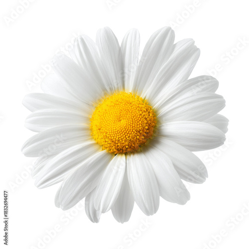 daisy flower on white background