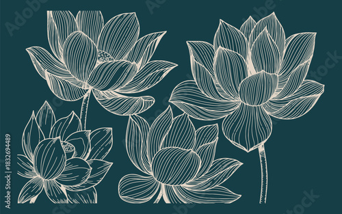 Creamy white lotus flowers line drawing on teal background