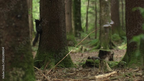 Two squirrels playing on the forest floor