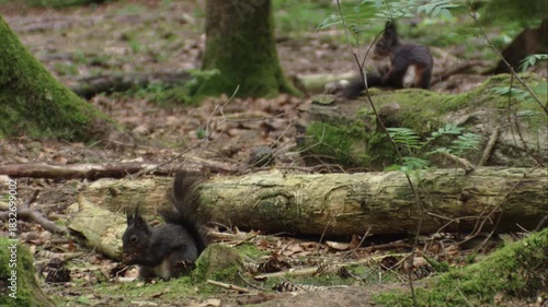 Pair of red squirrels sitting on the forest floor while grooming themselves