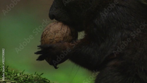 squirrel holding a nut in its tiny paws while preparing to eat