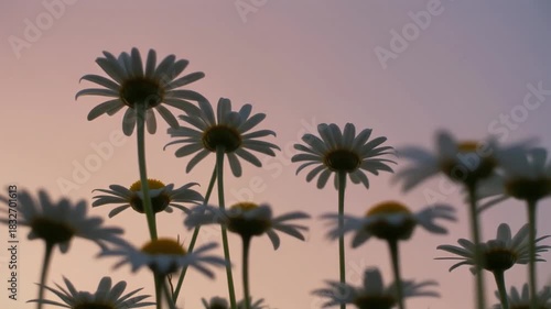 Low angle view of daisy flowers silhouetted against a soft pastel sunset sky, perfect for themes of nature, summer, and tranquility in design projects.