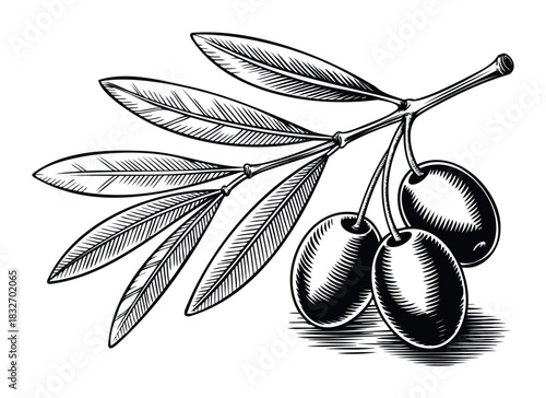Vintage woodcut style illustration of an olive branch with three olives and detailed leaves, perfect for culinary themes, health food branding, or Mediterranean decor applications.