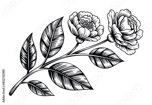Vintage style botanical engraving of two ornate peony flowers and leaves, perfect for floral invitations, wedding stationery, and naturalistic decor applications.