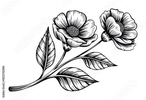 Vintage black and white botanical drawing of blooming anemone flowers and leaves, perfect for elegant invitations, feminine branding, or naturethemed decor applications.