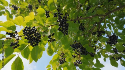 Abundant clusters of dark, ripe berries hang from branches laden with green leaves against a bright blue sky, perfect for harvest and natural product themes.