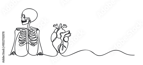 Continuous line drawing of a skeleton torso and a human heart, symbolizing life and structure, ideal for medical and anatomical presentations.