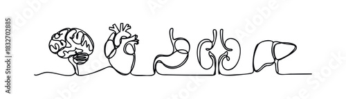 Continuous line drawing of human internal organs including brain heart stomach and liver for medical and anatomical studies and education applications