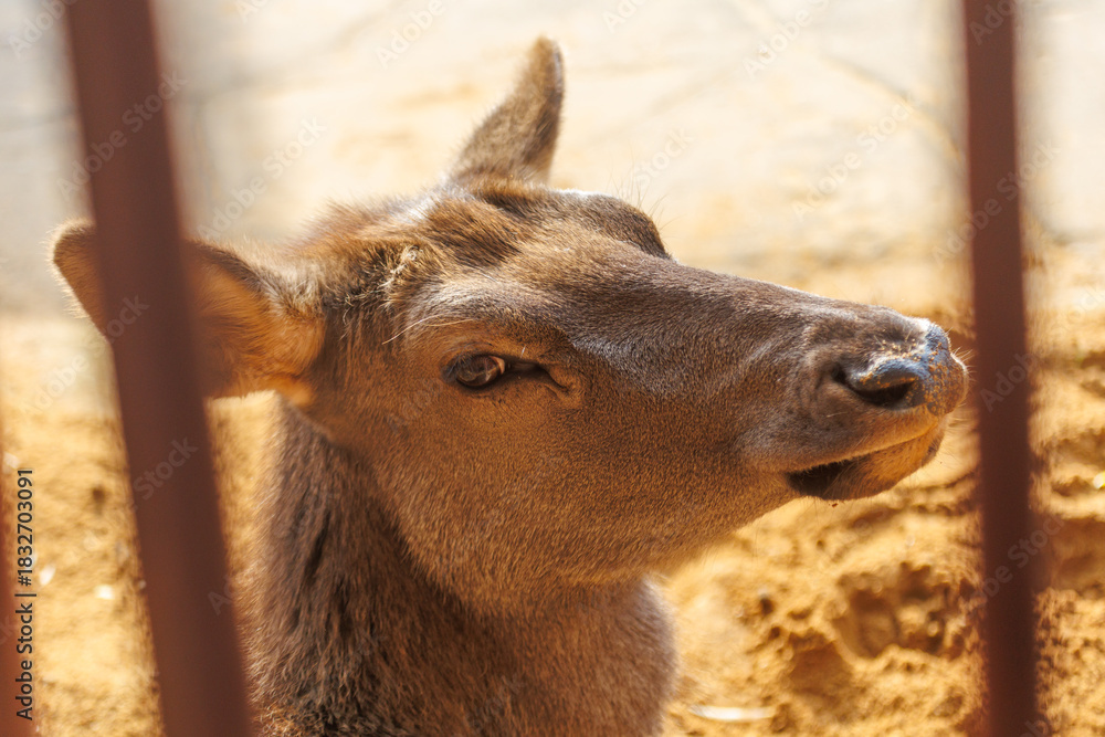 Fototapeta premium A deer is looking at the camera