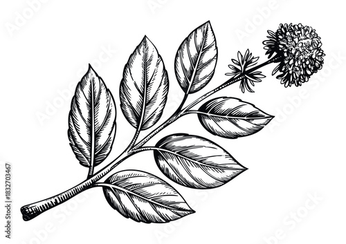 Botanical ink drawing of a mint sprig with leaves and flower head, perfect for herbal remedies, natural wellness branding, and educational materials.