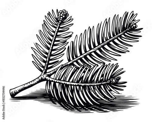 Pine tree branch with cones and needles rendered in a detailed black and white engraving style, perfect for nature themed projects and holiday decor concepts.