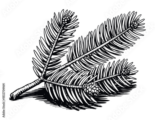 Detailed black and white sketch of a pine branch with small cones and needles casting shadows, perfect for seasonal or natural themes in graphic design and printing projects.