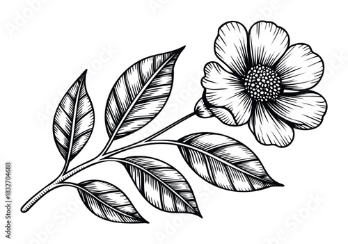 Black and white engraved floral branch with delicate petals and leaves, perfect for decorative projects, invitations, and botanicalthemed graphic media.