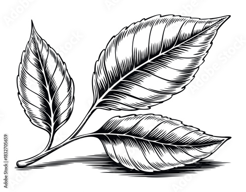 Vintage engraving of three detailed plant leaves connected by a stem, evoking a botanical or natural science theme suitable for organic product branding or educational materials.