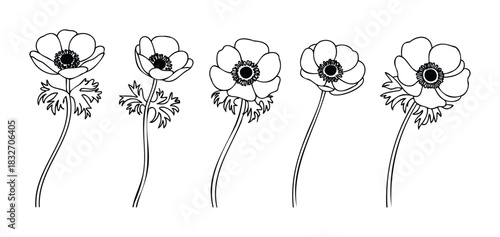 Collection of five delicate anemone flowers with detailed centers and leafy stems, perfect for botanical graphics and springthemed projects.