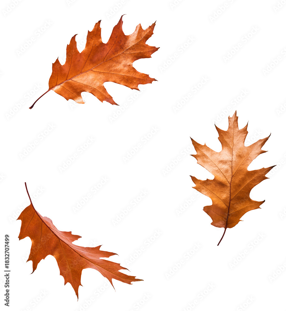 Obraz premium dried autumn leaves falling in the air isolated
