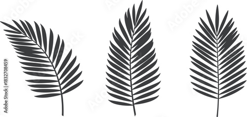 Stylized palm fronds silhouette set, tropical coconut leaves, beach, summer, and exotic nature graphic