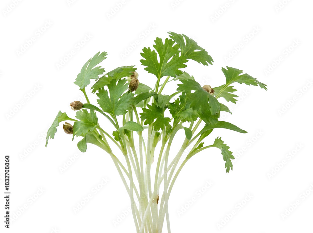 Fototapeta premium Fresh Coriander Microgreens Growing Healthy and Vibrant. isolated on transparent background