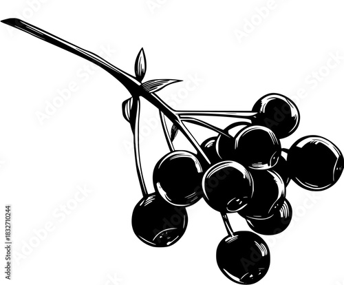 Harvest Season: Collection Plump Berries | Clean, isolated vector art for creative projects.