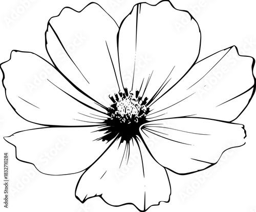 cosmos full bloom, monochrome tribute nature's artistry | Clean, isolated vector art for creative projects.