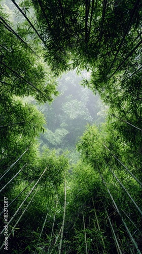 Low angle view of a lush green bamboo forest canopy, looking upwards towards the sky. The image evokes a sense of tranquility and natural beauty.