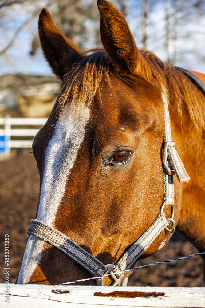Obraz premium Photo of beautiful horses on a farm, grazing or walking in the pasture. Soft natural light, detailed view of coats, mane, and movement. 