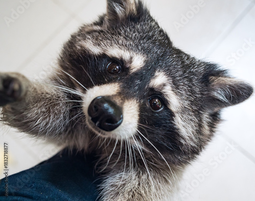 Raccoon with distinctive markings stares curiously at the viewer while reaching out with its paw