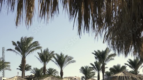 Tropical scene with palm trees and straw umbrellas against a clear sky. Slow motion.