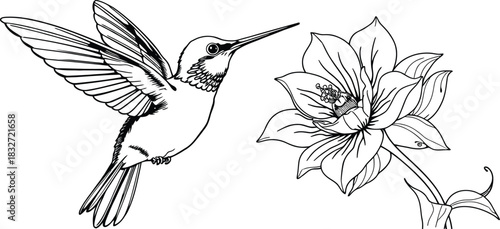 Detailed black and white line drawing of a hummingbird hovering near a blooming flower with intricate petals, hummingbird, flower, drawing, sketch, illustration, line art, black and white, nature