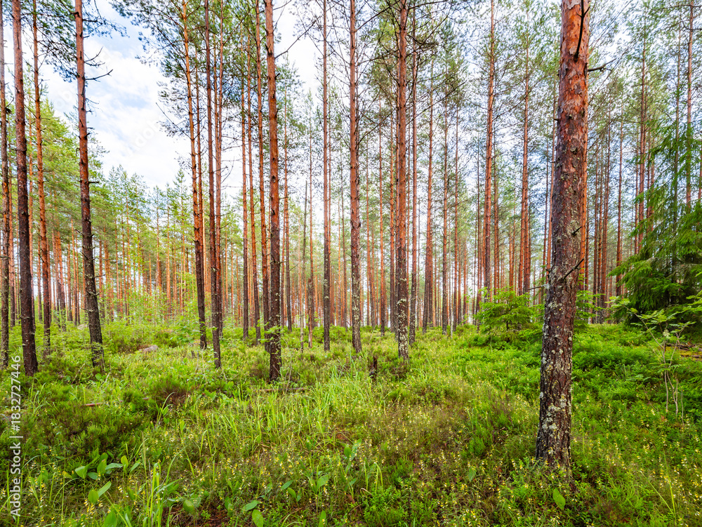 Fototapeta premium trees in the forest