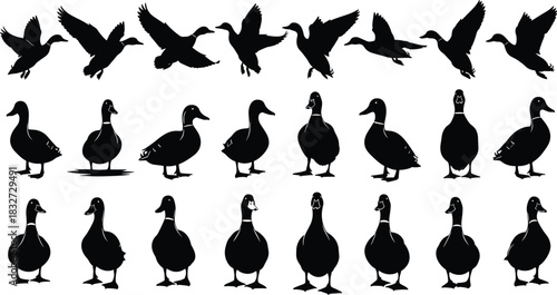 Large Collection of Mallard Ducks Silhouettes: Flying and Standing Waterfowl Poses, Detailed Nature Wildlife Bird Vector Illustration Set, Isolated on White Background.