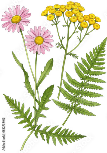 High-quality watercolor botanical illustration of two pink daisies, a yellow dandelion, tansy flowers, and a green fern frond on transparent, natural meadow flora study concept