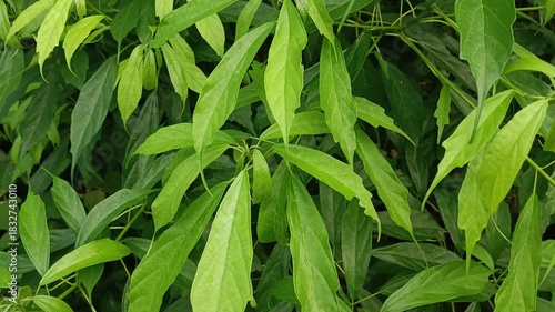 Lush Tropical Green Leaf Background with Fresh Natural Close-Up Texture