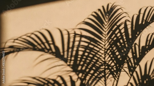 palm tree in the sunset