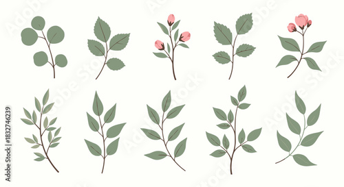 A collection of delicate botanical illustrations featuring various leafy sprigs and small flower buds.