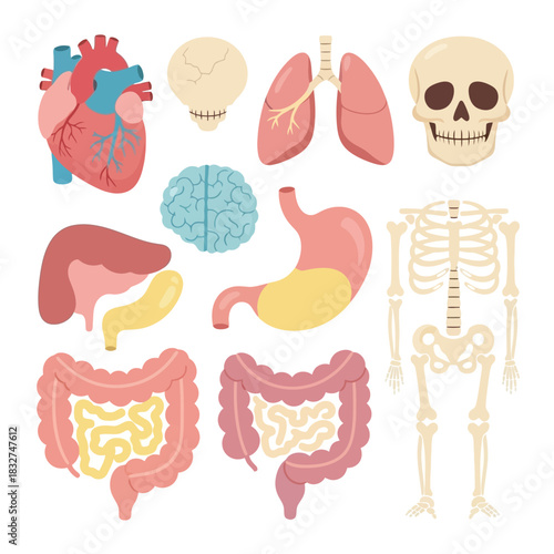 Illustration of human organs and skeleton on a white background.
