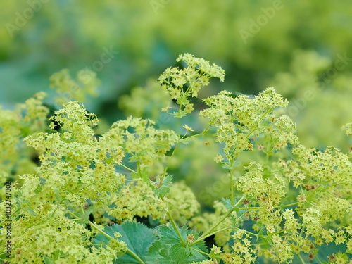 Ladys mantle Alchemilla vulgaris mollis flowers and leaf covered in raindrops in Montreal botanical garden.