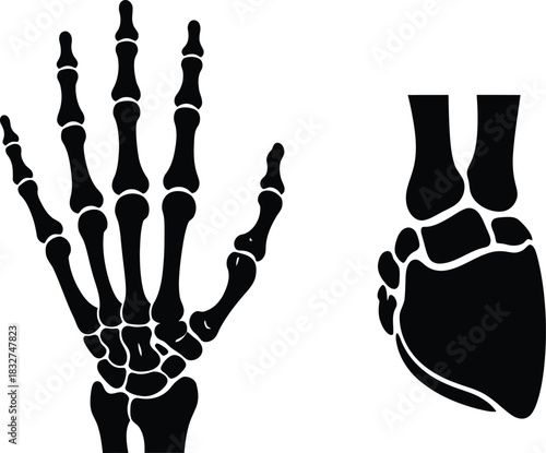 Detailed black silhouette illustrations of human hand and foot skeletons, showcasing the intricate bone structures of the wrist, fingers, ankle, and toes.