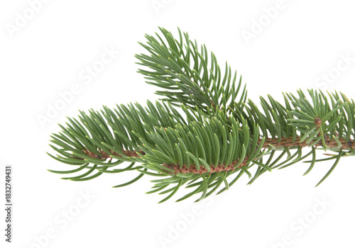 Close up of green fir branch isolated on clean white background, sharp parallel evergreen needles creating minimalist botanical element with copy space, perfect for Christmas decorations,