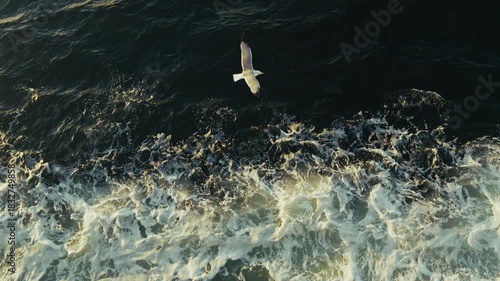 Animal Bird Seagull Flying on Sea