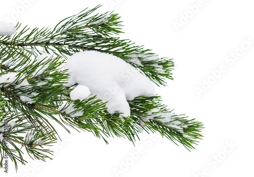 Snow covered pine branch isolated on clean white background, detailed green needles and fresh white snow creating natural winter border with copy space, perfect for Christmas greeting cards, posters, 
