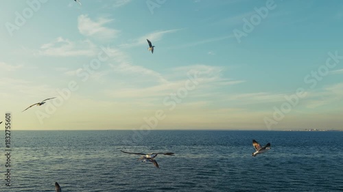 Animal Bird Seagulls Flying on Sky In The Afternoon