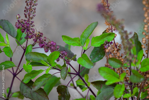 Tulsi or The Holy Basil flower, leaves. Holy basil, Sacred Basil. Tulsi is an Ayurvedic herb that has amazing health benefits.