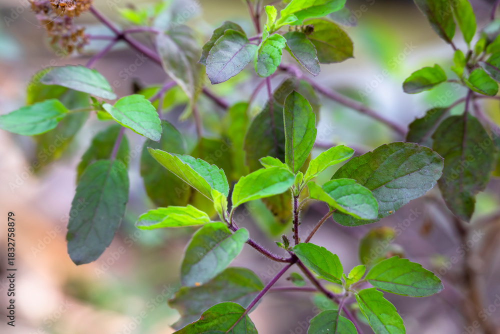 Obraz premium Tulsi or The Holy Basil flower, leaves. Holy basil, Sacred Basil. Tulsi is an Ayurvedic herb that has amazing health benefits.
