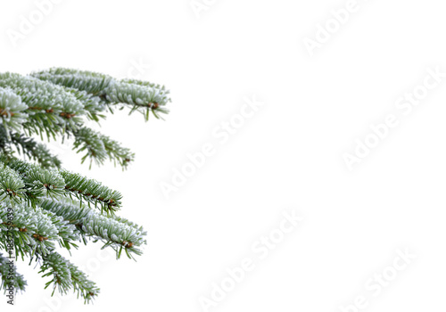 Snow covered fir branches extending from left on clean white background with wide copy space, detailed frosty evergreen needles creating natural winter border perfect for Christmas greeting cards, 
