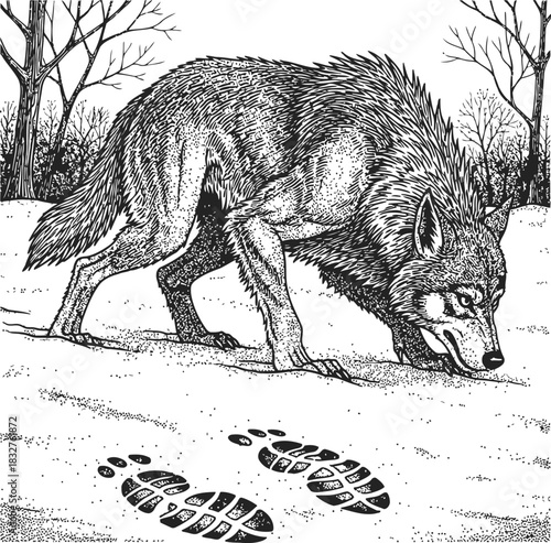 Dark silhouette of a wild wolf sniffing the ground in a forest with paw prints visible