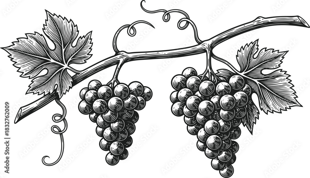 Obraz premium Dark silhouette of two grape bunches on a leafy vine isolated against a black background.