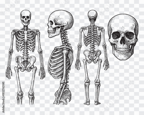 Engraved Human Skeleton & Skull Collection | Retro Medical Art Detailed Bone Structure Illustration Pack | Vintage Anatomy Graphics
